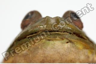 Bullfrog Rana catesbeiana 0024